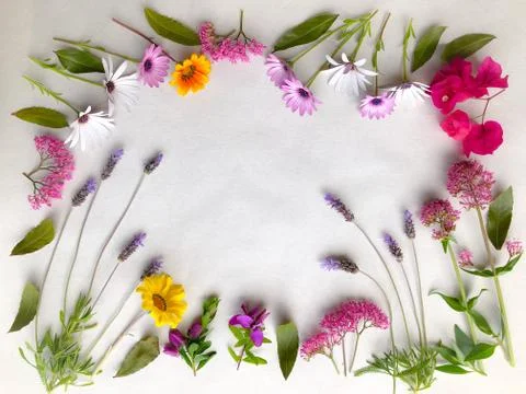 Flower frame, background Stock Photos