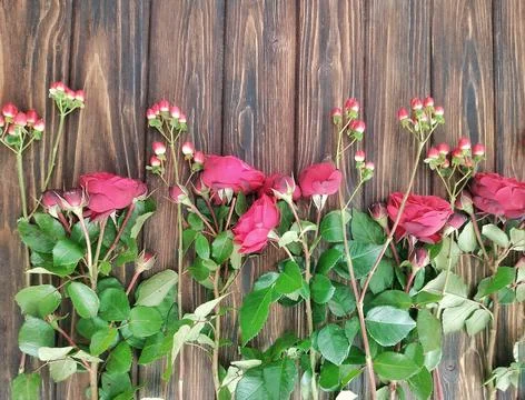 Flower frame - beautiful peony roses on a wooden background. Beautiful textur Stock Photos