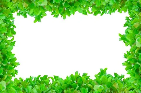 Flower frame Stock Photos