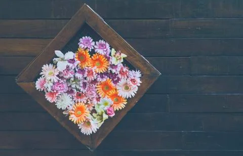 Flower in frame Stock Photos