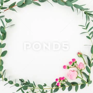 Flower frame of pink roses and eucalyptus branches on white background. Flat Stock Photos