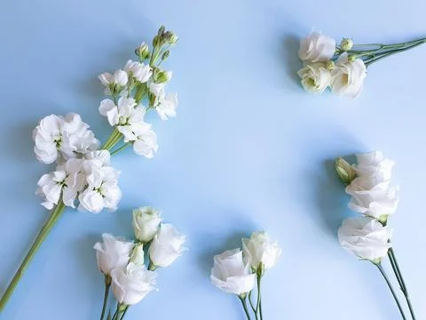 Flower frame of white Eustoma or Lisianthus, Matthiola flowers on blue Stock Photos