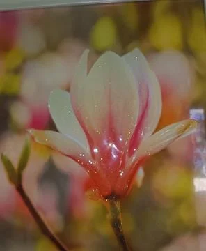Flower frames Stock Photos