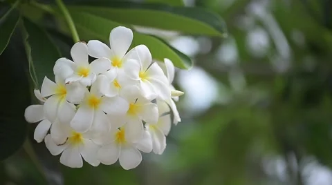 Flower Frangipani Stock Footage 63891347