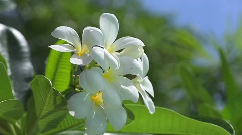 Flower Frangipani Stock Footage 63892172