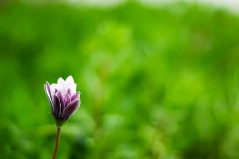 Flower front of blur background. Stock Photos