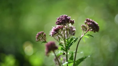 A flower in front of bokeh of grass 스톡 동영상 217378426