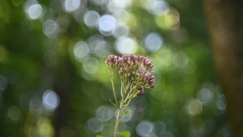 Flower in front of bokeh of trees in a forest Stock-Footage 217378272