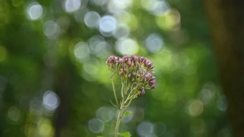 Flower in front of bokeh of trees in a forest Video stock 217378294