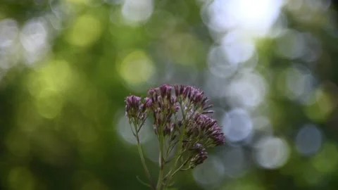 Flower in front of bokeh of trees in a forest Video stock 217378343