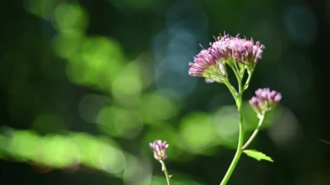Flower in front of bokeh of trees in a forest in summer Stock-Footage 217378744