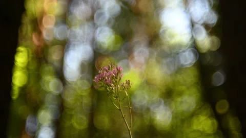 A flower in front of bokeh of trees in summer Stock-Footage 217381250