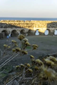 Flower in front castle view in back 스톡 사진