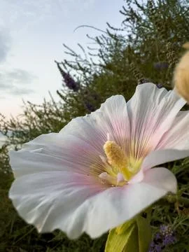Flower in front of the greenery Fotos Stock