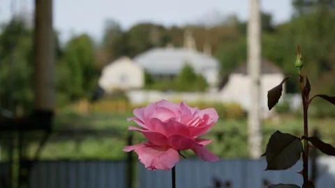 Flower in front of the house Foto stock
