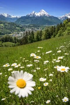 Flower in front of the impressive Watzmann Stock Photos