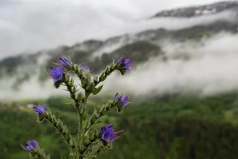 A flower in front of a misty forest Stock Photos
