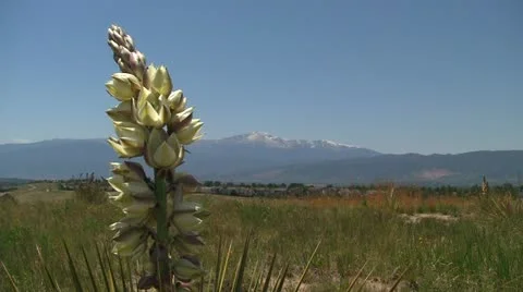 Flower in front of mountain 1 Stock Footage 11074222