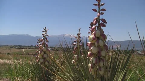 Flower in front of mountain 2 Stock-Footage 11074035