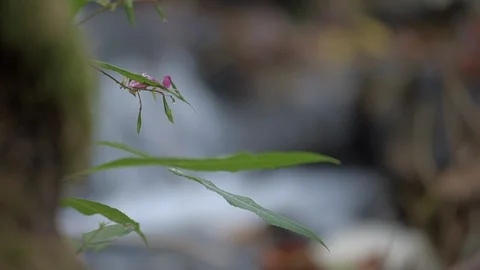 Flower in front of a waterfall in Autumn Stock Footage 98035225