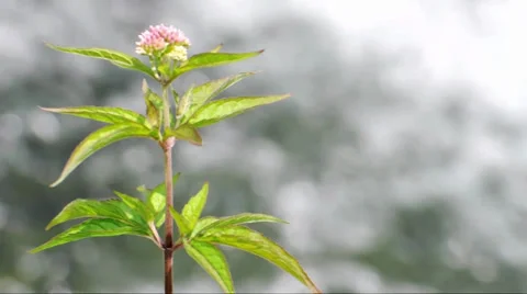 Flower in front of the waterfall Stock Footage 33519836