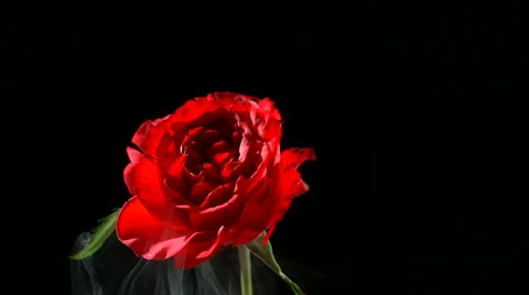 Flower frozen in liquid nitrogen explodes in slow motion. Shot at 1000 frames Stock Footage