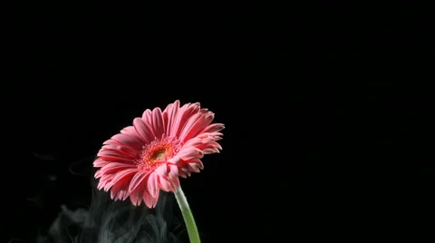 Flower frozen in liquid nitrogen explodes in slow motion. Shot at 1000 frames Vídeos de archivo 47496382