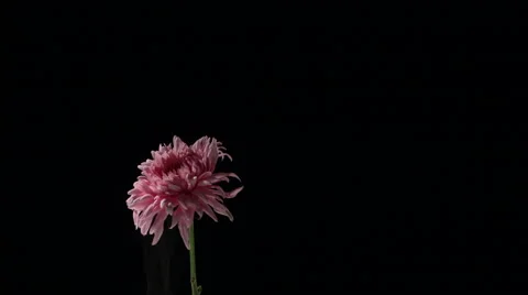 Flower frozen in liquid nitrogen explodes in slow motion. Shot at 1000 frames Vídeos de archivo 47496721