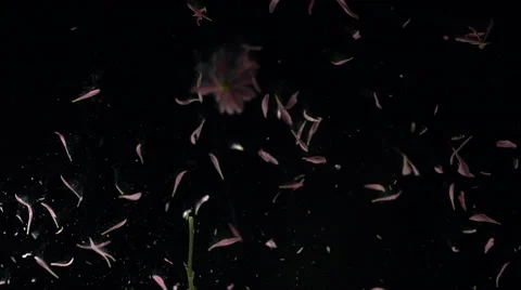 Flower frozen in liquid nitrogen explodes in slow motion. Shot at 1000 frames Vídeos de archivo 47496756