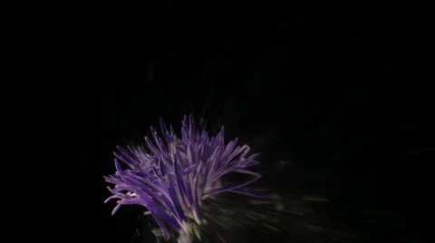 Flower frozen in liquid nitrogen explodes in slow motion. Shot at 1000 frames Vídeos de archivo 47496816