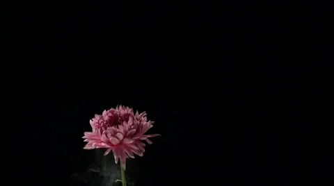 Flower frozen in liquid nitrogen explodes in slow motion. Shot at 1000 frames Vídeos de archivo 47496838