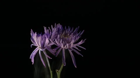 Flower frozen in liquid nitrogen explodes in slow motion. Shot at 1000 frames Vídeos de archivo 47496863