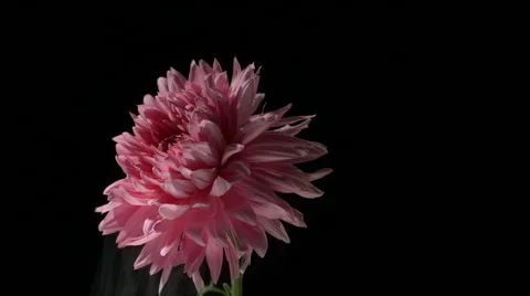 Flower frozen in liquid nitrogen explodes in slow motion. Shot at 1000 frames Vídeos de archivo 47496899