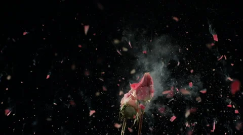 Flower frozen in liquid nitrogen explodes in slow motion. Shot at 1000 frames Vídeos de archivo 47496942