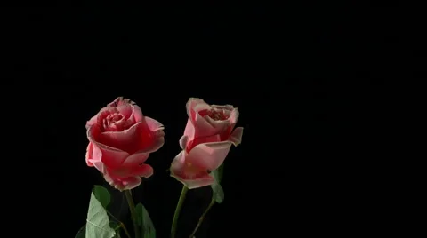 Flower frozen in liquid nitrogen explodes in slow motion. Shot at 1000 frames Vídeos de archivo 47496944