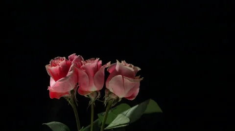 Flower frozen in liquid nitrogen explodes in slow motion. Shot at 1000 frames Vídeos de archivo 47496993