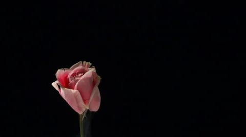 Flower frozen in liquid nitrogen explodes in slow motion. Shot at 1000 frames Stock Footage 47559270