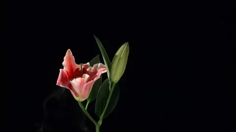 Flower frozen in liquid nitrogen explodes in slow motion. Shot at 1000 frames Vídeos de archivo 47559937