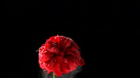 Flower frozen in liquid nitrogen explodes in slow motion. Shot at 1000 frames Vídeos de archivo 47560920