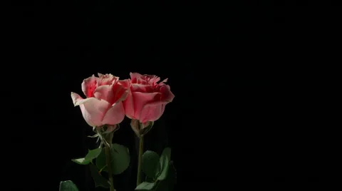 Flower frozen in liquid nitrogen explodes in slow motion. Shot at 1000 frames Vídeos de archivo 47819692