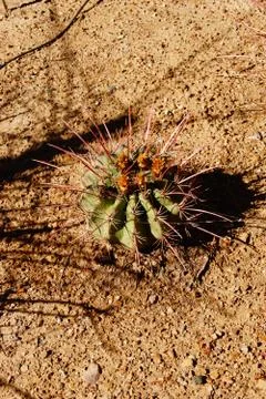 Flower, fruit and spines of tiny barrel cactus Stock Photos
