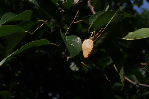 Flower, fruit of custard-apple Stock Photos