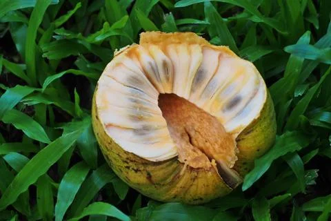 Flower, fruit of custard-apple Stock Photos