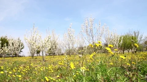 Flower at the fruit garden Stock Footage 74591534