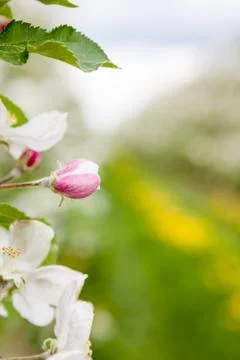 Flower of a fruit tree Stock Photos