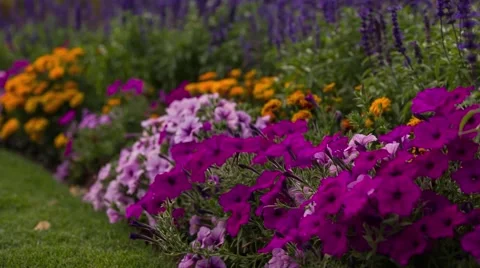 Flower in full bloom Stock Footage 42927635