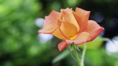 A flower in full bloom gently moving in the breeze Stock Footage 243645134