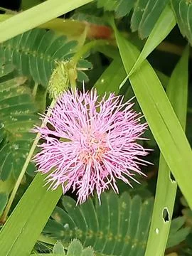 Flower in full bloom Stock Photos