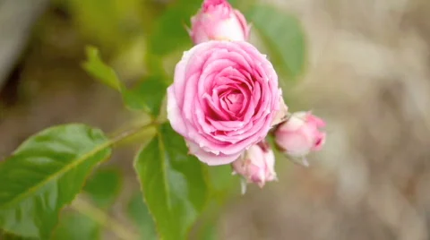 Flower garden 4. Stock Footage 735566