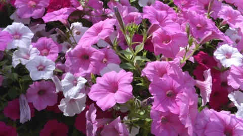 Flower Garden 4K Stock Footage 134306662